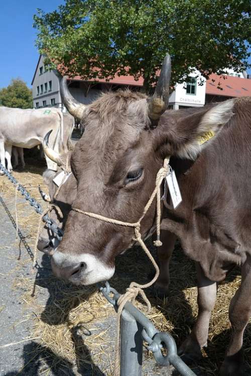Cow Switzerland Appenzellerland Bell Horns Farm