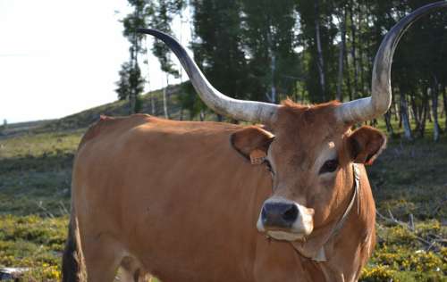 Cow Portugal Horns Pasture Rousse