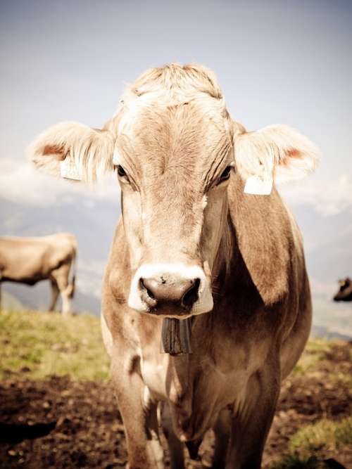 Cow Tyrol Cows Austria Animal Nature Cattle