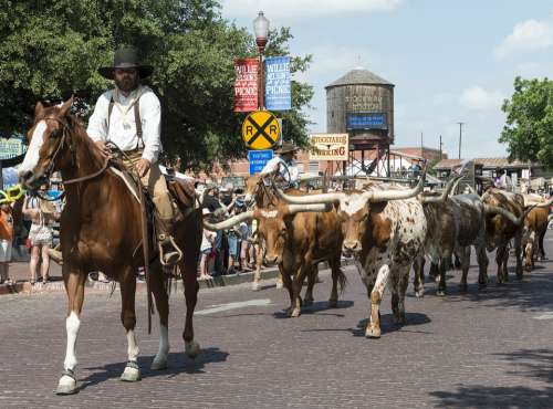 Cowboys Cattle Longhorn Drive Tourism Attraction