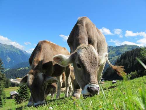 Cows Austria Pasture Landscape Mountain Meadows
