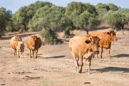 Cows Herd Spain Dry Cattle Farm Dairy Livestock