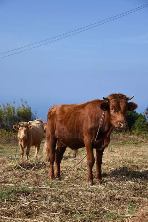Cows Animals Landscape Nature Madeira