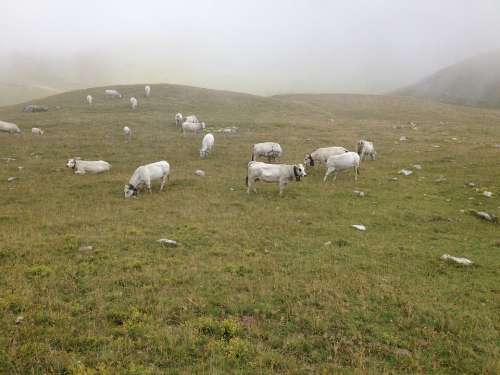 Cows Piedmont Pasture Mountain Mountains Landscape