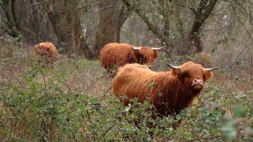 Cows Natural Cattle Cow