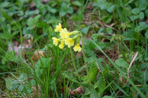 Cowslip Plant Nature Flower Bloom