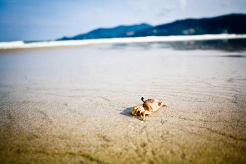 Crab Beach Ocean Sand Sea Coast Animal Wildlife