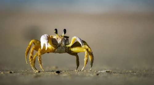 Crab Beach Sand Macro Closeup Crawling Eyes