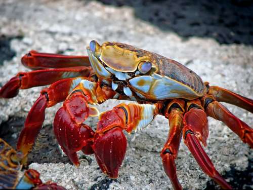 Crab Animal Aquatic Archipelago Beach Ecuador