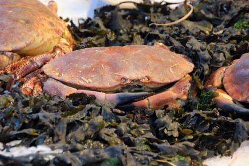 Crab Delicacy Gourmet Food Delicatessen Cancer