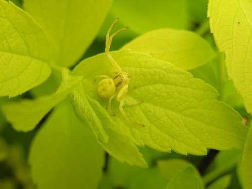 Crab Spider Spider Camouflage Nature Macro Insect