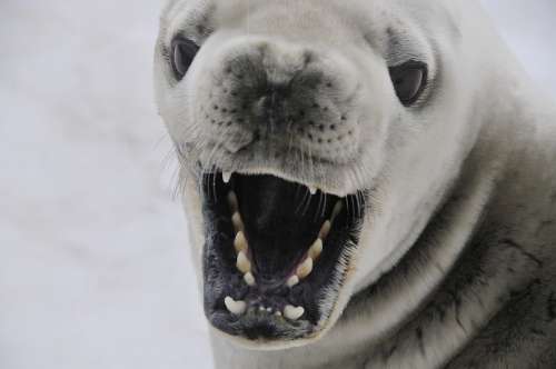 Crabeater Seal Seal Mammal Antarctica Nature