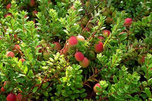 Cranberry Plants Fruit Vitamins Garden Nature