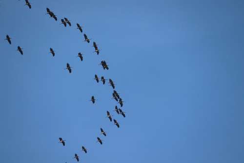 Cranes Migratory Birds Spring Return Flock Of Birds