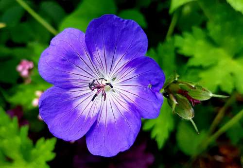 Cranesbill Blossom Bloom Flower Nature Plant