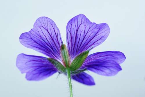 Cranesbill Blossom Bloom Blue Bloom Flower Nature