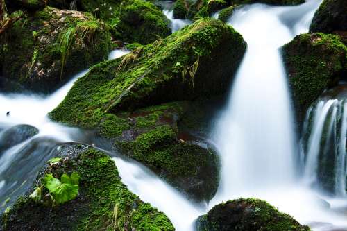 Creek Falls Flow Flowing Green Landscape Moss