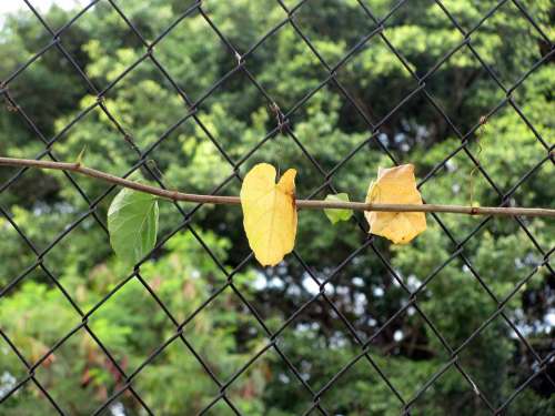 Creeper Leaves Grid Wire Garden Plant Flora
