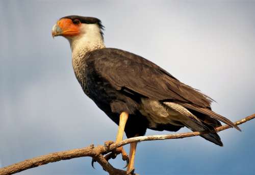 Crested Caracara Bird Falcon Raptor Animals