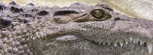 Crocodile Tooth Reptile Alligator Dangerous Animal