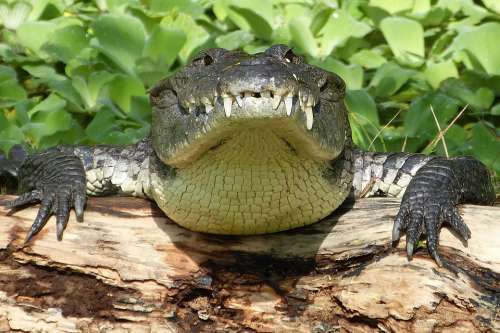 Crocodile Risk Reptile Predator Tooth Teeth