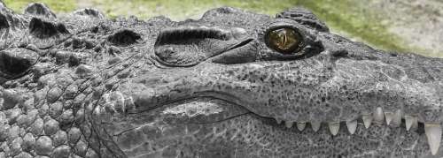 Crocodile White Wild Green Skin