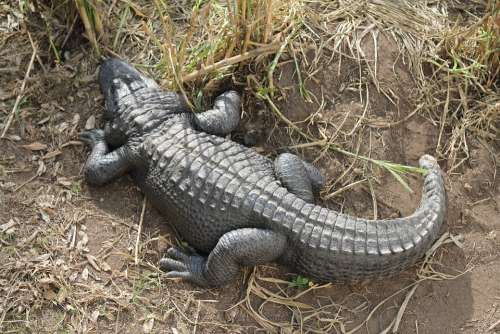 Crocodile Scavenger Wildlife Nature Prey Hunter