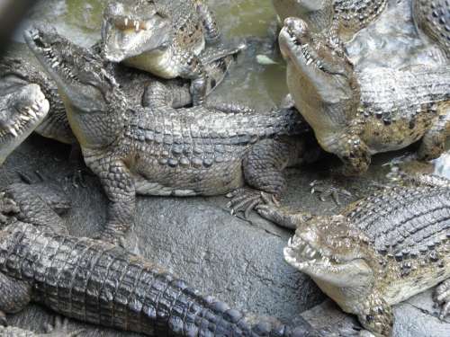 Crocodile Reptile Philippines Crocodile
