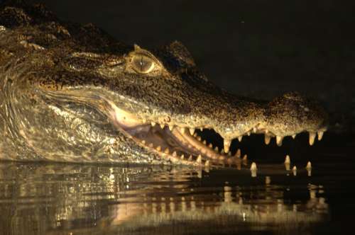 Crocodile Venezuela Llanos Orinoco Crocodile Animal