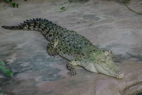 Crocodile Tooth Reptile Dangerous Predator Animal