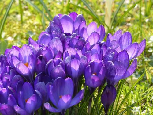 Crocus Yellow Purple Violet Blue Bloom Blossom