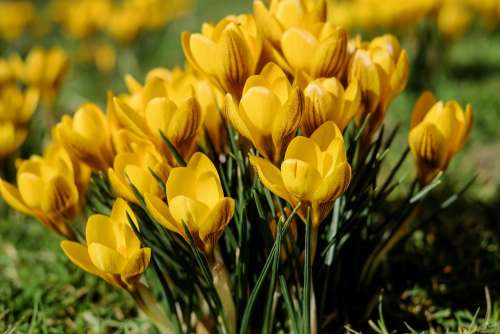 Crocus Flowers Bloom Yellow Spring Meadow