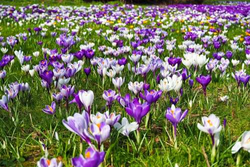 Crocus Flower Spring Spring Flower Blossom Bloom