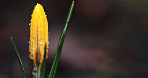 Crocus Flower Raindrop Spring Spring Flower Yellow