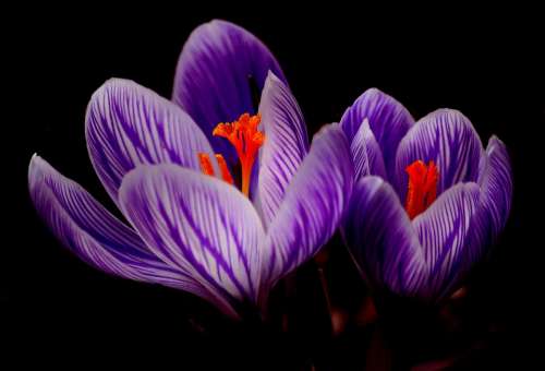 Crocus Bloom Spring Close Up Purple Flowers Macro