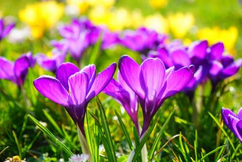 Crocus Flower Spring Bühen Purple Blossom Bloom
