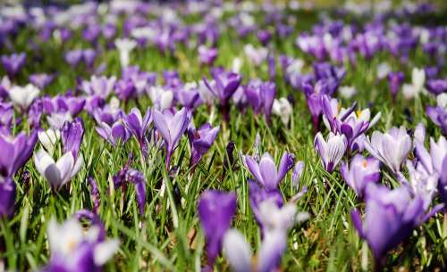 Crocus Spring Flowers Bloom Meadow Nature Purple