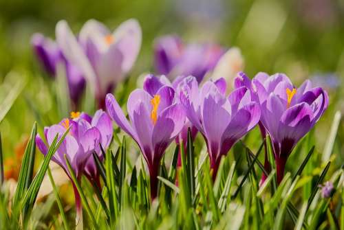 Crocus Backlighting Sunlight Flowers Bloom Purple