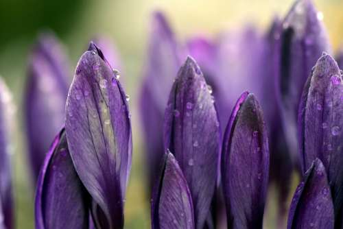 Crocus Meadow Close Up Purple Violet Moist Dew
