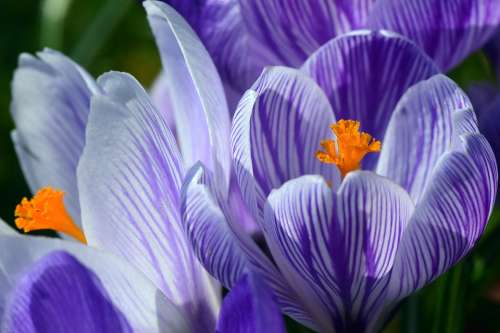 Crocus Spring Purple Stripes Bright Blossom Bloom