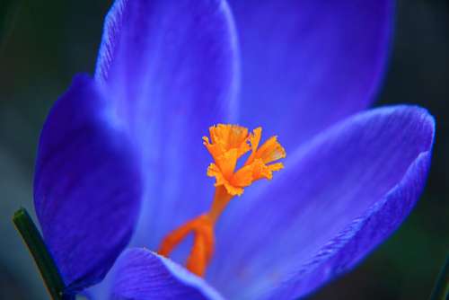 Crocus Macro Flower Purple Plant Bloom Spring