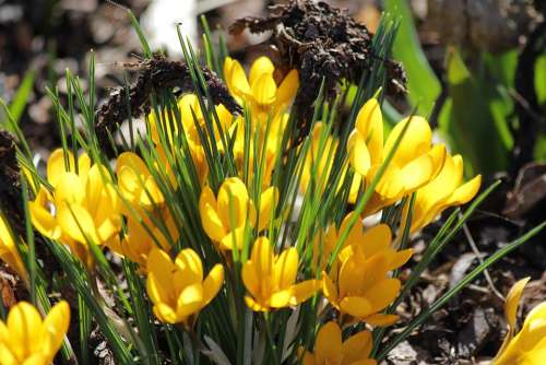 Crocus Yellow Nature Spring Flowers Blossom Bloom