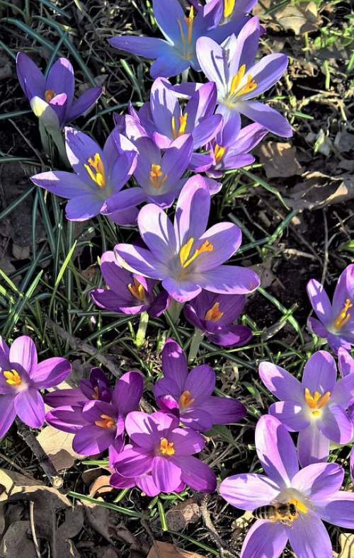 Crocus Spring Flowers Purple Flowers Blossomed