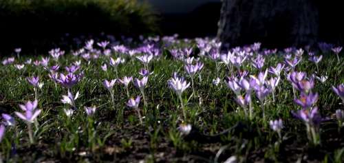 Crocus Flower Meadow Spring Signs Of Spring