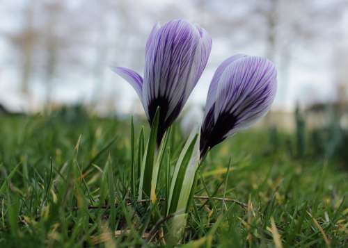 Crocus Purple Violet Flower Green Grass Spring