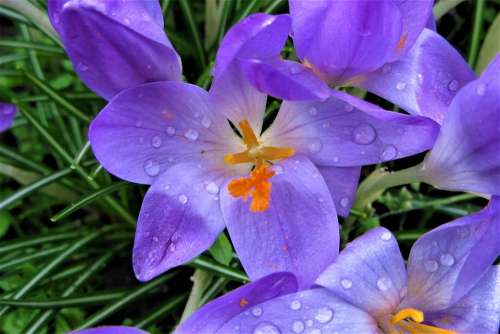 Crocus Rain Bolplant Garden Raindrop Flower