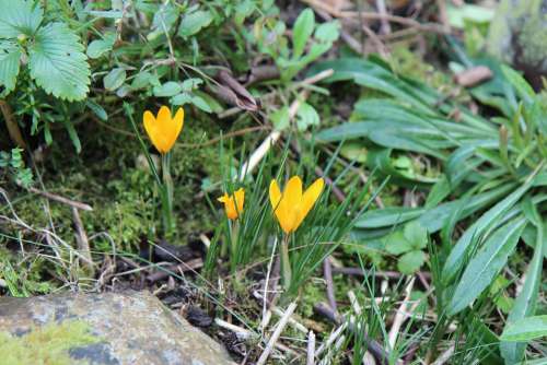 Crocus Crocus Yellow Flowers Spring Bulb