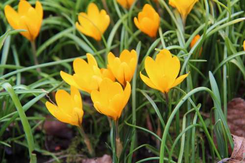 Crocus Crocus Yellow Flowers Spring Bulb
