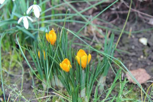 Crocus Crocus Yellow Flower Spring