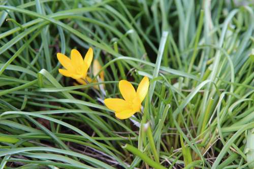 Crocus Crocus Yellow Flower Spring
